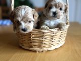 Kore kan Maltipoo