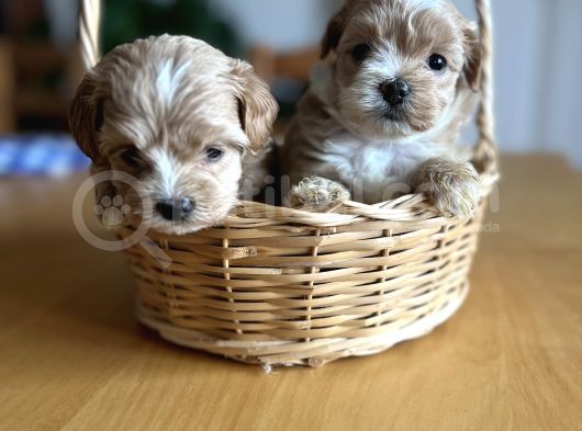 Kore Kan Maltipoo