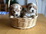 Kore Kan Maltipoo