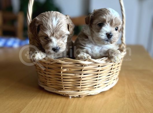 Kore Kan Maltipoo görsel