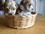 Kore Kan Maltipoo