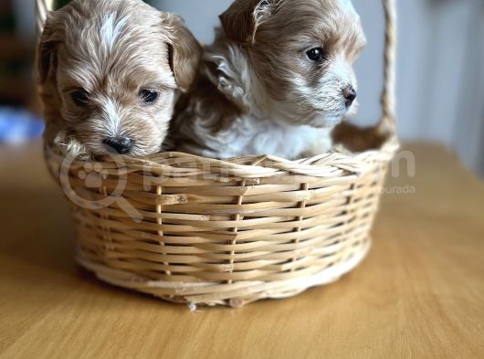 Kore Kan Maltipoo görsel