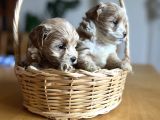 Kore Kan Maltipoo