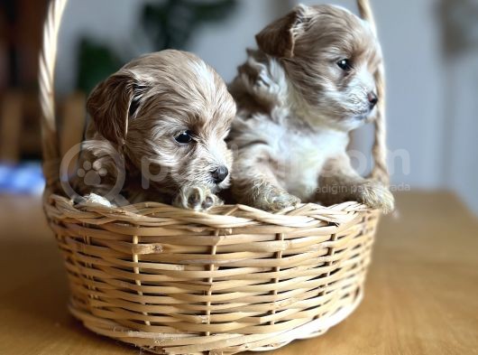 Kore Kan Maltipoo görsel
