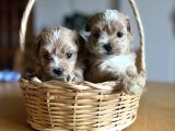 Kore Kan Maltipoo