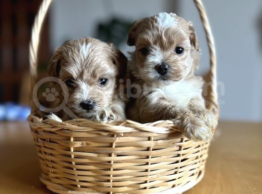 Kore Kan Maltipoo görsel