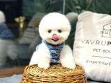Muhteşem Oyuncu Karakteri İle Boo Bebeklerimiz