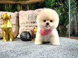 Ayı Surat pomeranian Boo Yavrularımız