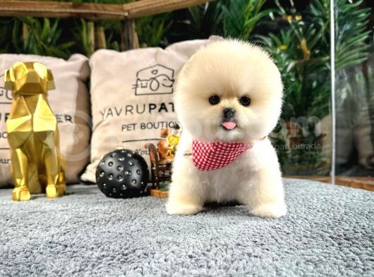 Ayı Surat Pomeranian Boo Yavrularımız