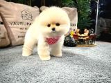 Ayı Surat Pomeranian Boo Yavrularımız