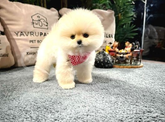 Ayı Surat Pomeranian Boo Yavrularımız görsel