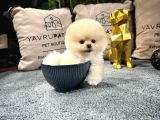 Ayı Surat Pomeranian Boo Yavrularımız