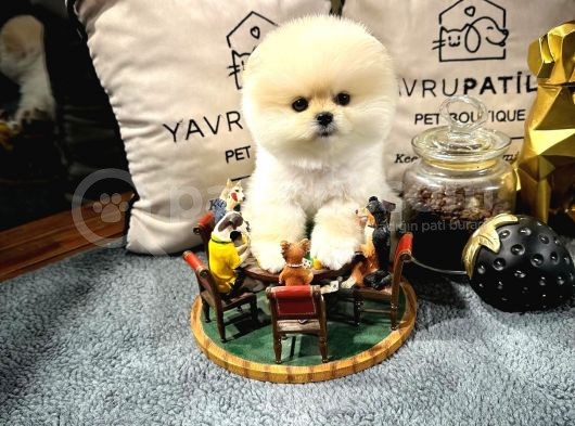 Ayı Surat Pomeranian Boo Yavrularımız görsel