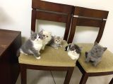 3 Aylık Erkek British