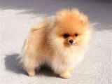POMERRİAN BOO AYI SURATLI 