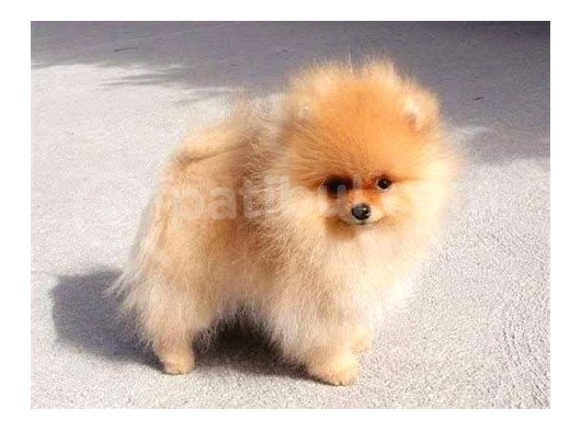 Pomerri̇an Boo Ayi Suratli 