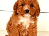 TOOY POODLE YAVRUMUZ 0 TEACUP  