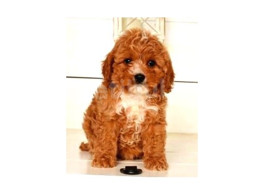 Tooy Poodle Yavrumuz 0 Teacup  