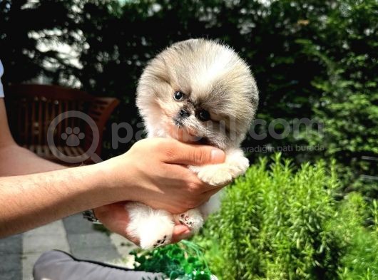 Sevimli Sempatik Pomeranian Boo Yavrumuz görsel