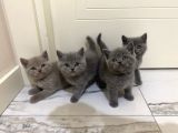 Yavru british shorthair kedi