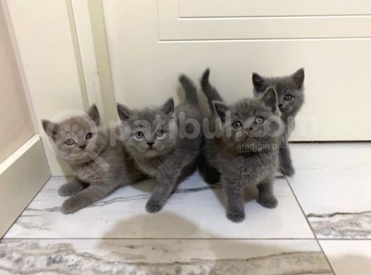 Yavru British Shorthair Kedi