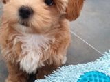 Teacup Maltipo Kızım Eli