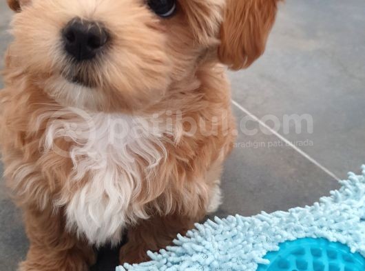 Teacup Maltipo Kızım Eli görsel