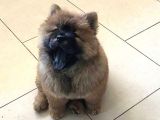 Karma 1 Aşılı Pofuduk Chow Chow Orjinal Erkek Ve Dişi