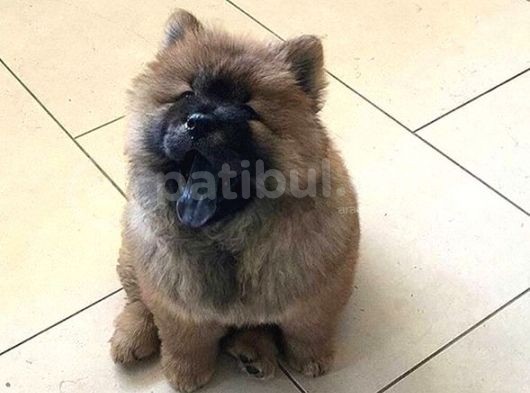 Karma 1 Aşılı Pofuduk Chow Chow Orjinal Erkek Ve Dişi görsel