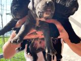Cane Corso Yavrulari Mama Ve Malzeme Kampanyali