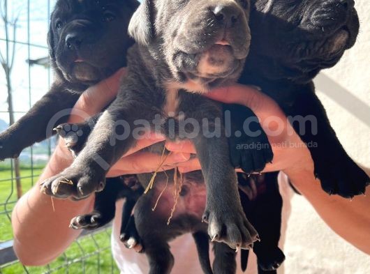 Cane Corso Yavrulari Mama Ve Malzeme Kampanyali görsel