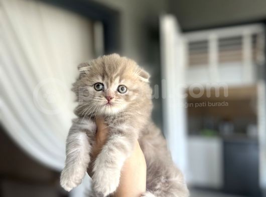 Evi̇ni̇zi̇n Neşesi̇ Scotti̇sh Fold Yavrularimiz görsel