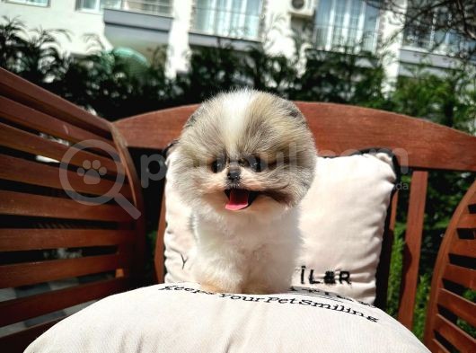 Sevimli Sempatik Pomeranian Boo Yavrumuz görsel