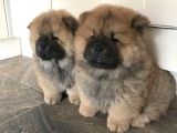 Karma 1 Aşılı Pofuduk Chow Chow Orjinal Erkek Ve Dişi