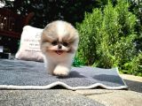 Sevimli Sempatik Pomeranian Boo Yavrumuz