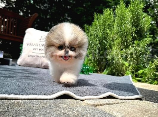 Sevimli Sempatik Pomeranian Boo Yavrumuz görsel