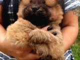 Karma 1 Aşılı Pofuduk Chow Chow Orjinal Erkek Ve Dişi