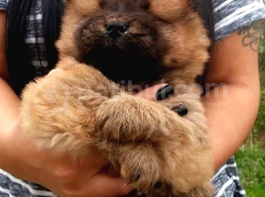 Karma 1 Aşılı Pofuduk Chow Chow Orjinal Erkek Ve Dişi görsel