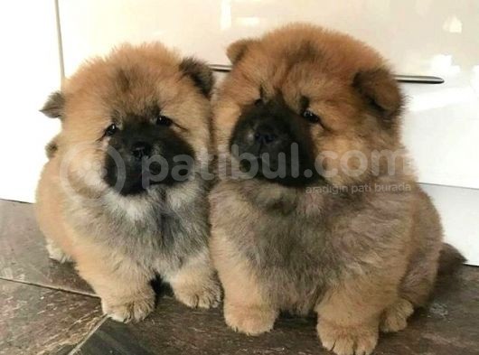 Karma 1 Aşılı Pofuduk Chow Chow Orjinal Erkek Ve Dişi