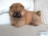 Karma 1 Aşılı Pofuduk Chow Chow Orjinal Erkek Ve Dişi