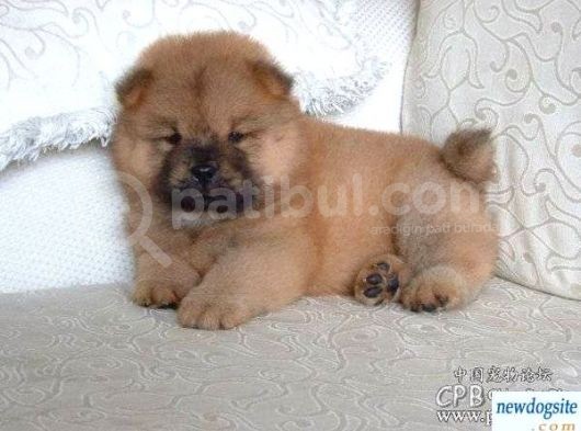 Karma 1 Aşılı Pofuduk Chow Chow Orjinal Erkek Ve Dişi görsel