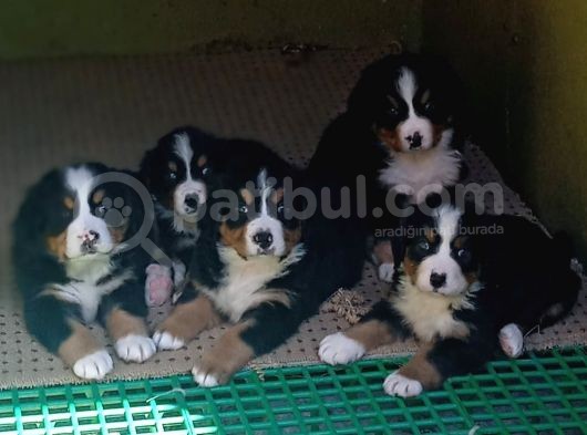 Aşili Sağlikli Bernese Mountai̇n Yavrulari görsel