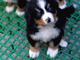 Aşili Sağlikli Bernese Mountai̇n Yavrulari