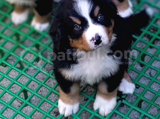 Aşili Sağlikli Bernese Mountai̇n Yavrulari görsel