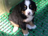 AŞILI SAĞLIKLI BERNESE MOUNTAİN YAVRULARI