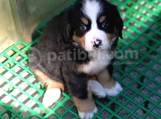 Aşili Sağlikli Bernese Mountai̇n Yavrulari
