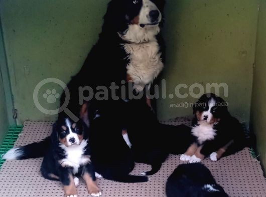 Aşili Sağlikli Bernese Mountai̇n Yavrulari görsel