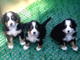 Aşili Sağlikli Bernese Mountai̇n Yavrulari