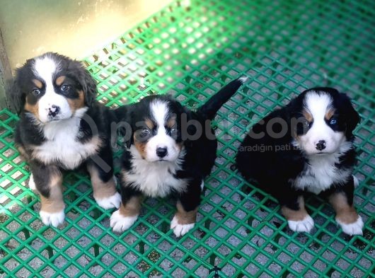Aşili Sağlikli Bernese Mountai̇n Yavrulari görsel