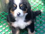 Aşili Sağlikli Bernese Mountai̇n Yavrulari